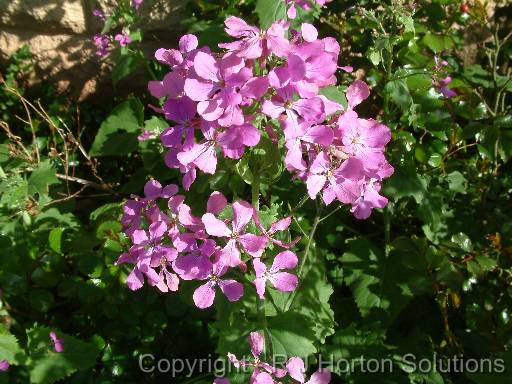 Honesty flower 